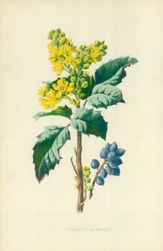 Immergrüne Berberitze von Frederick Edward Hulme