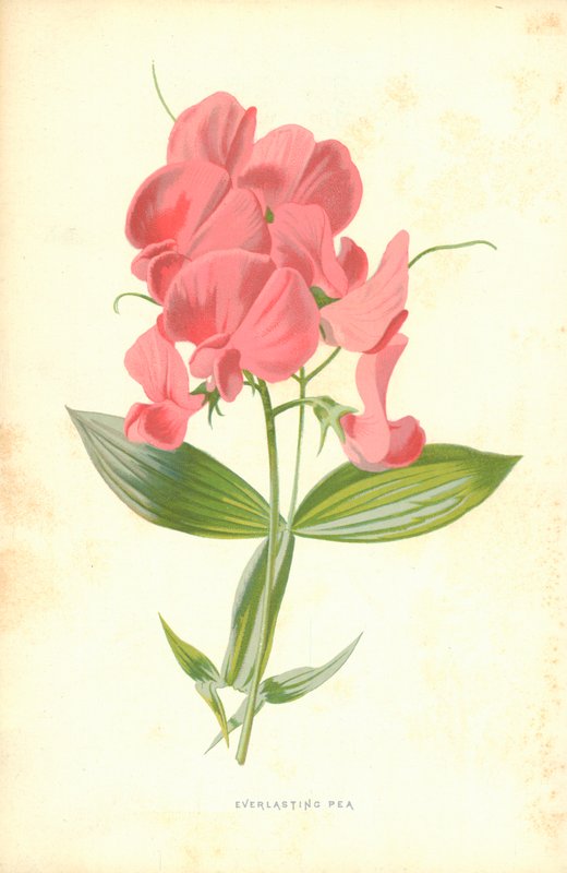 Immerwährende Erbse von Frederick Edward Hulme