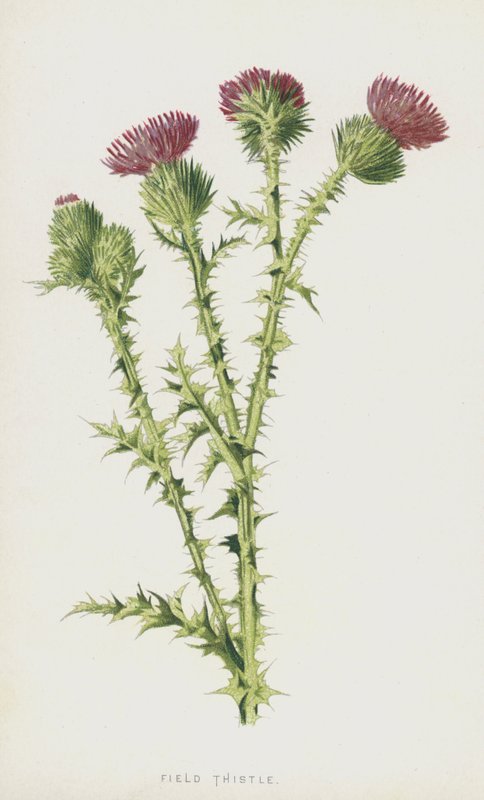 Acker-Kratzdistel von Frederick Edward Hulme
