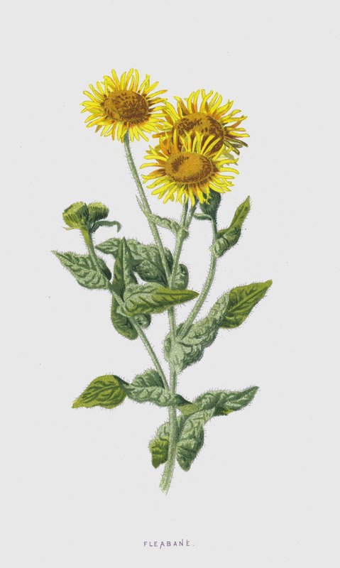 Berufkraut von Frederick Edward Hulme