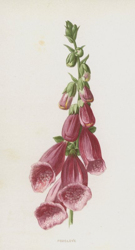 Fingerhut von Frederick Edward Hulme