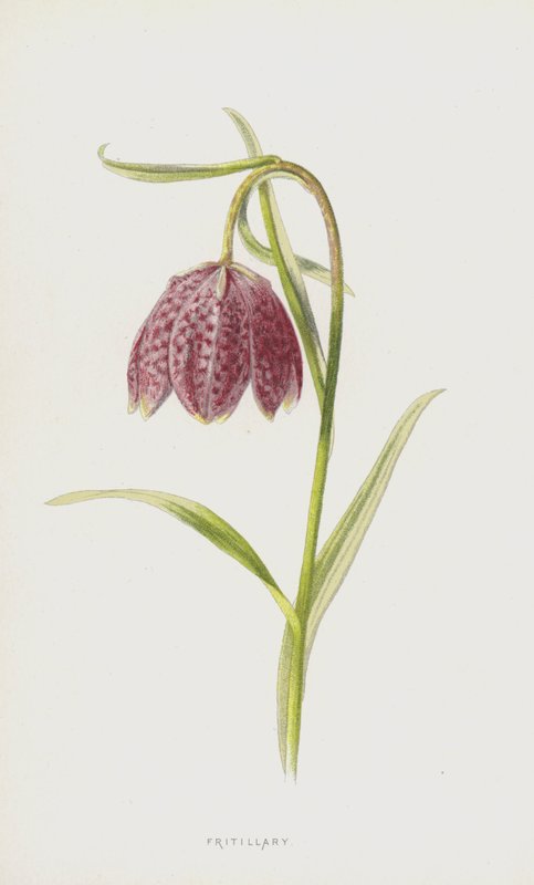 Schachblume von Frederick Edward Hulme