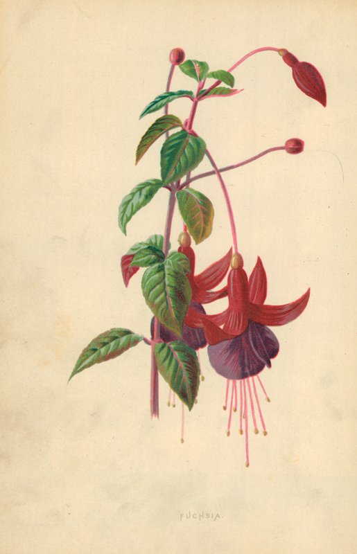 Fuchsie von Frederick Edward Hulme