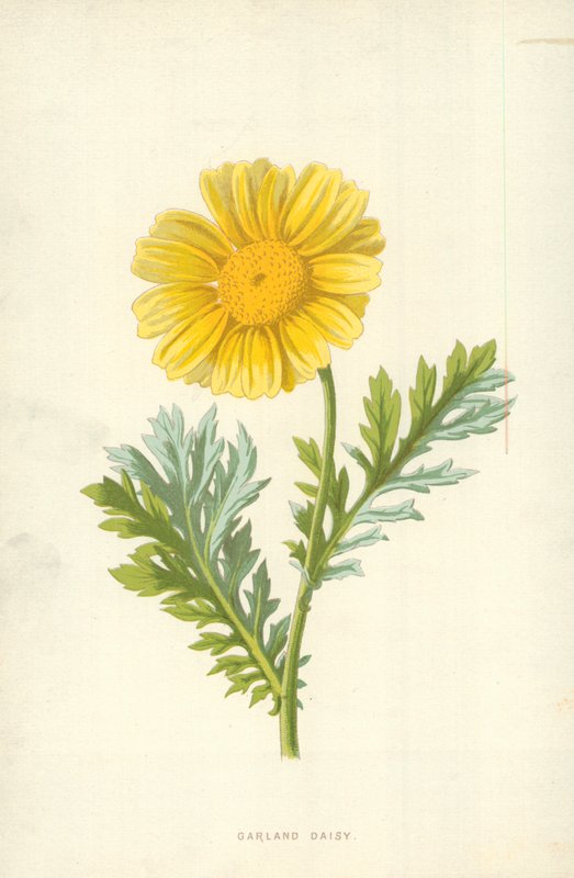 Girlanden-Gänseblümchen von Frederick Edward Hulme