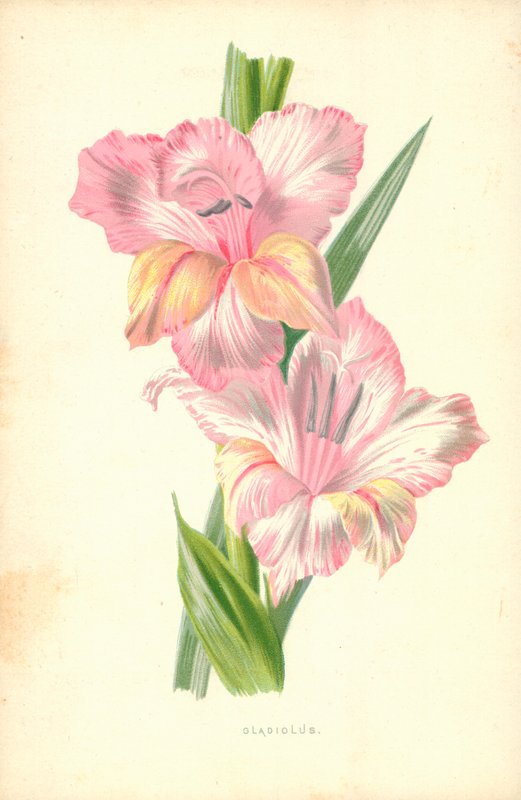 Gladiole von Frederick Edward Hulme