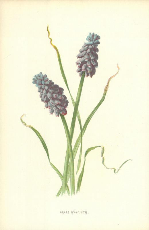 Traubenhyazinthe von Frederick Edward Hulme