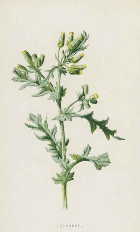 Kreuzkraut von Frederick Edward Hulme