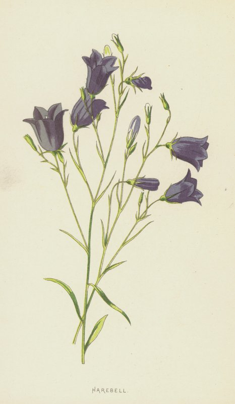 Glockenblume von Frederick Edward Hulme