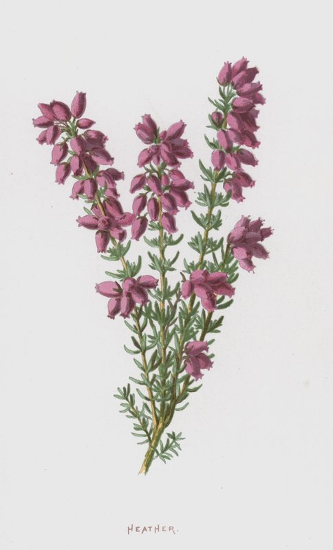 Heidekraut von Frederick Edward Hulme