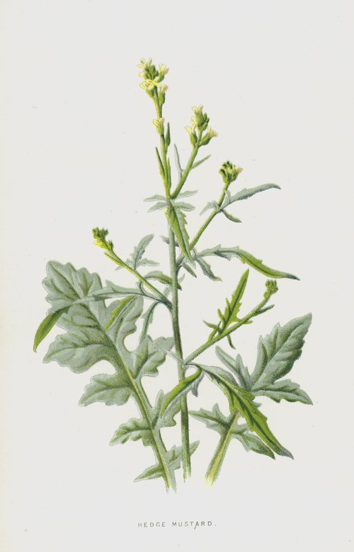 Hederich von Frederick Edward Hulme