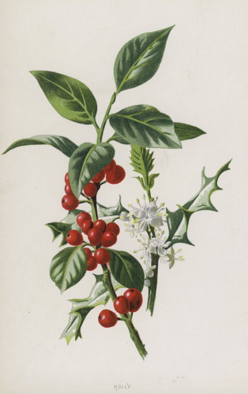 Stechpalme von Frederick Edward Hulme