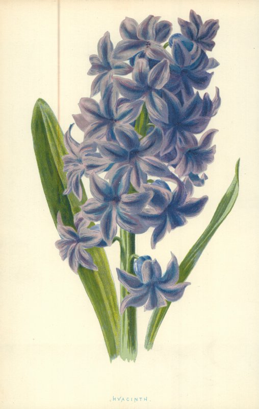 Hyazinthe von Frederick Edward Hulme