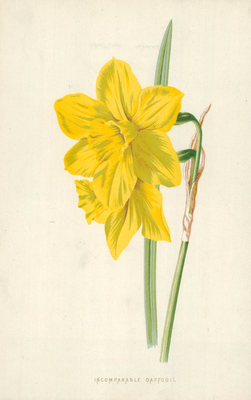 Unvergleichliche Narzisse von Frederick Edward Hulme