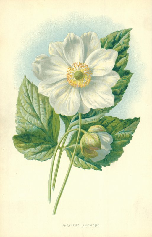 Japanische Anemone von Frederick Edward Hulme