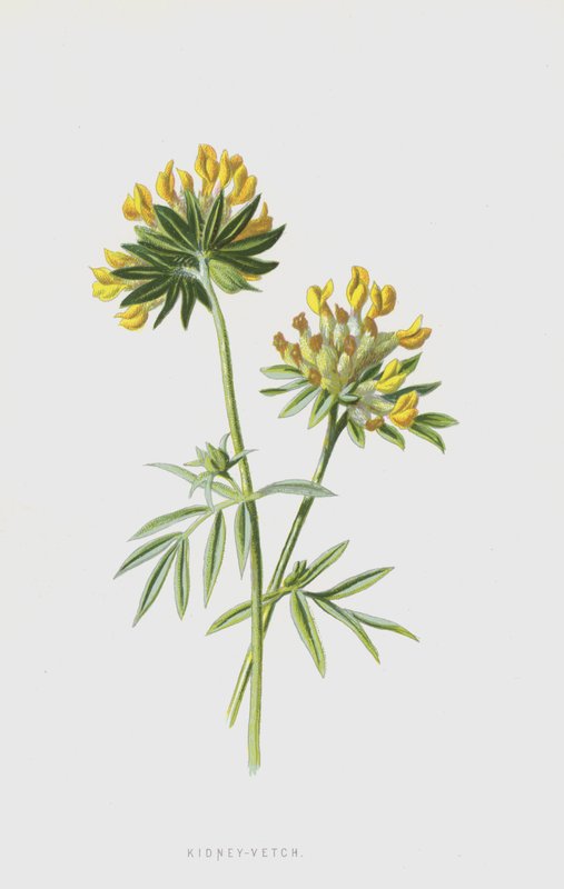 Wundklee von Frederick Edward Hulme