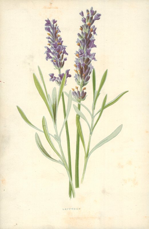 Lavendel von Frederick Edward Hulme