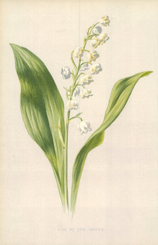 Maiglöckchen von Frederick Edward Hulme