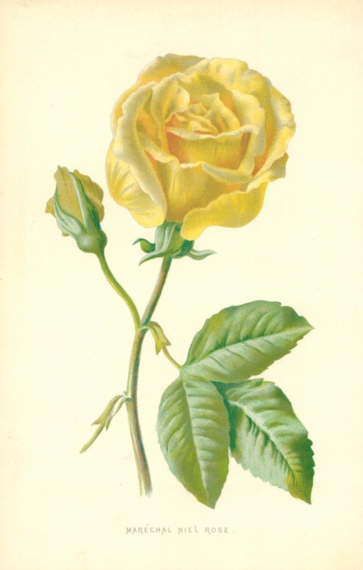 Marechal Niel Rose von Frederick Edward Hulme