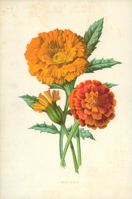 Ringelblume von Frederick Edward Hulme