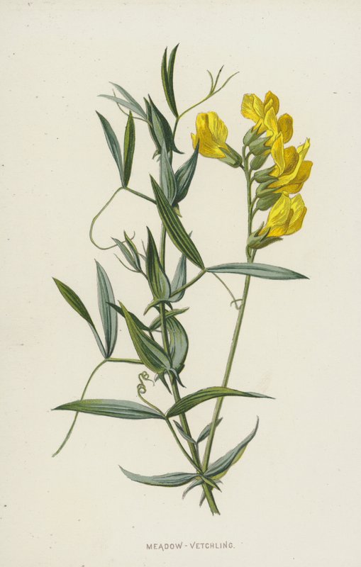 Wiesen-Platterbse von Frederick Edward Hulme