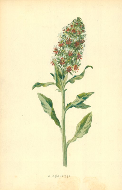 Micnonette von Frederick Edward Hulme