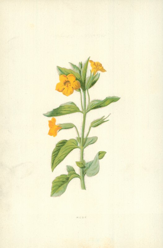 Moschus von Frederick Edward Hulme