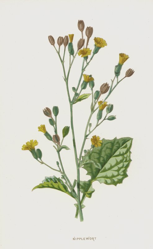 Milchkraut von Frederick Edward Hulme