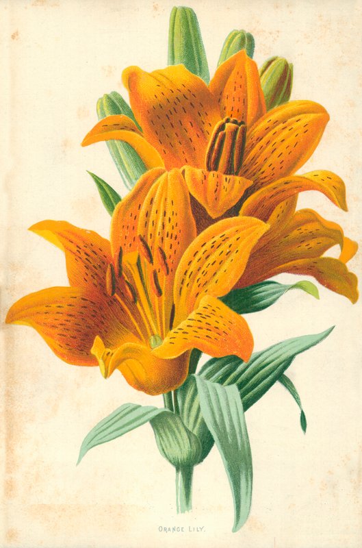 Orange Lilie von Frederick Edward Hulme