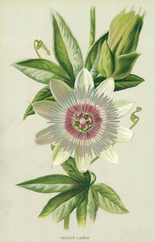 Passionsblume von Frederick Edward Hulme
