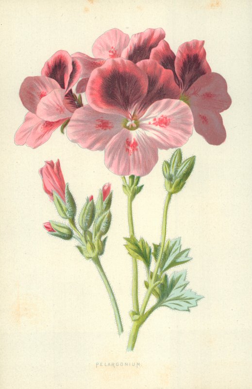 Pelargonie von Frederick Edward Hulme