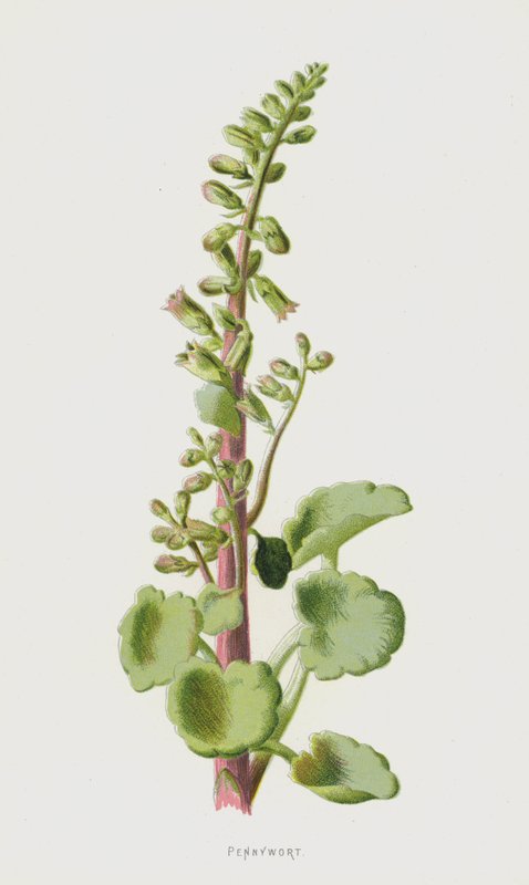 Nabelkraut von Frederick Edward Hulme