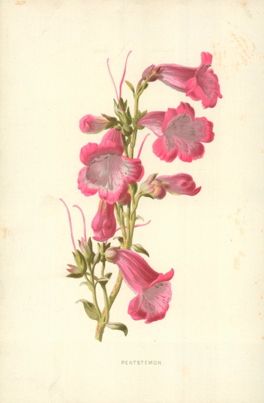 Bartfaden von Frederick Edward Hulme