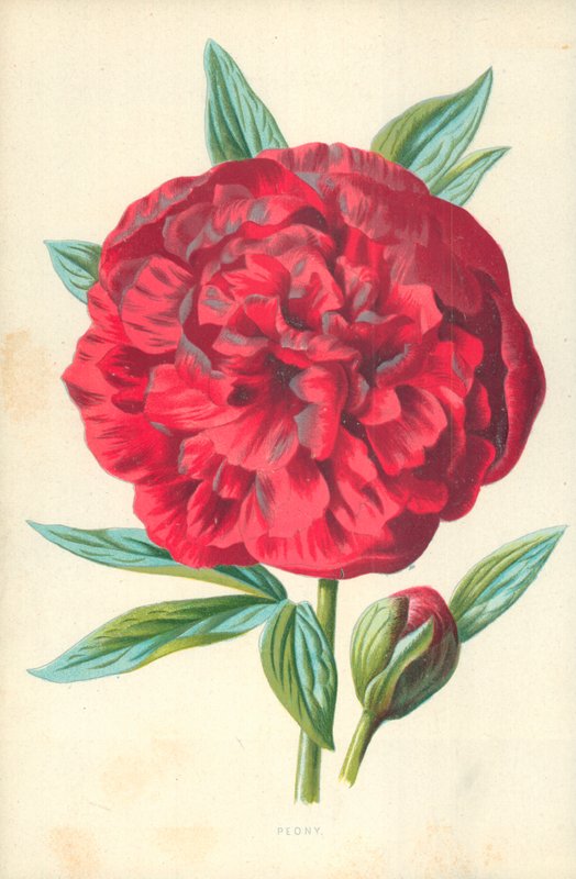 Pfingstrose von Frederick Edward Hulme