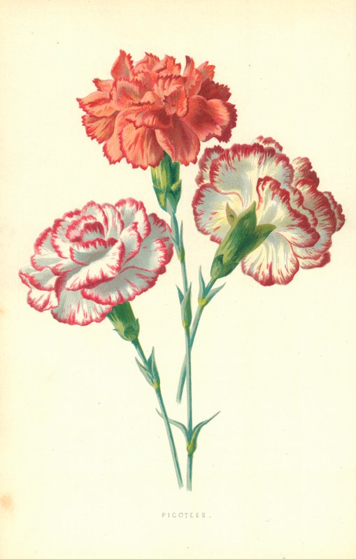 Nelken von Frederick Edward Hulme