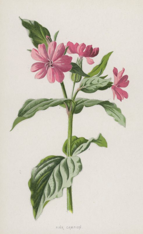 Rote Lichtnelke von Frederick Edward Hulme