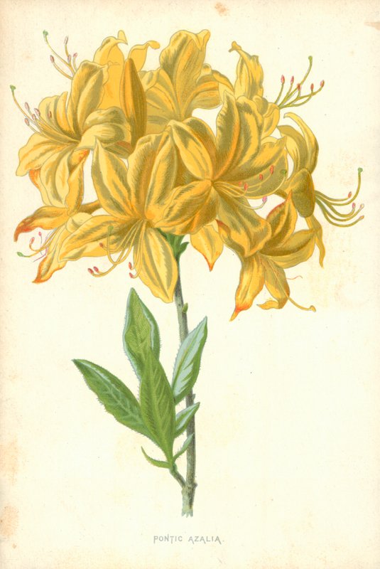 Pontische Azalee von Frederick Edward Hulme
