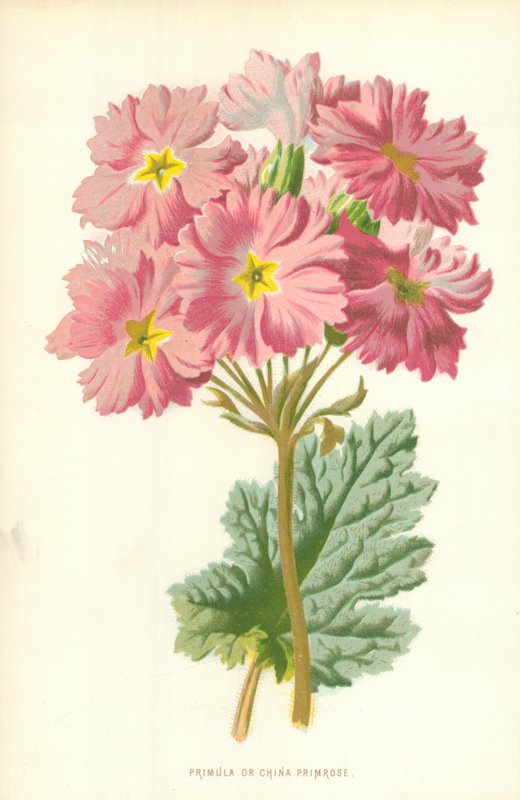 Primel oder Chinesische Primel von Frederick Edward Hulme