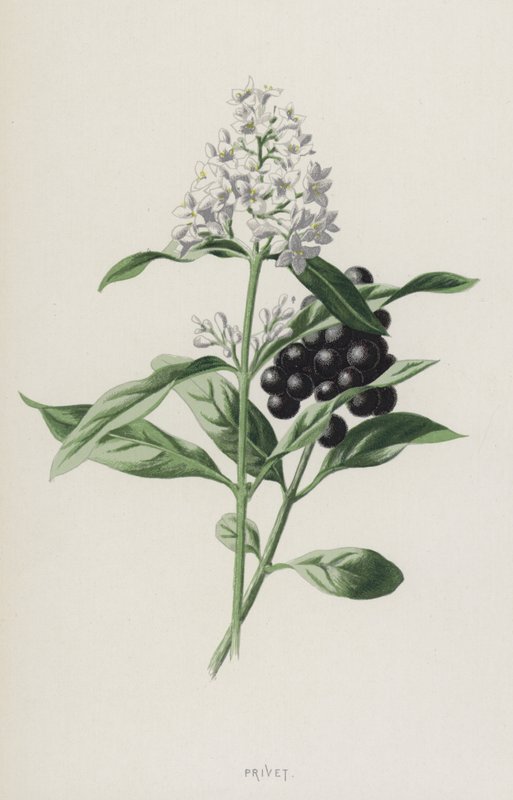 Liguster von Frederick Edward Hulme
