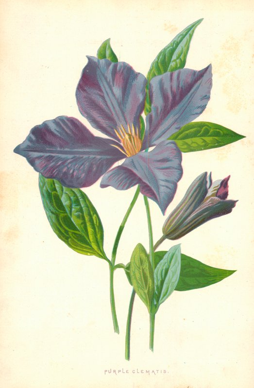 Lila Clematis von Frederick Edward Hulme