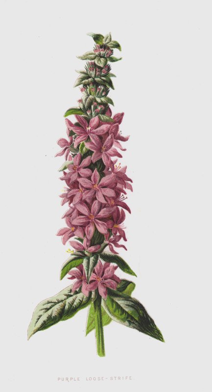 Blutweiderich von Frederick Edward Hulme