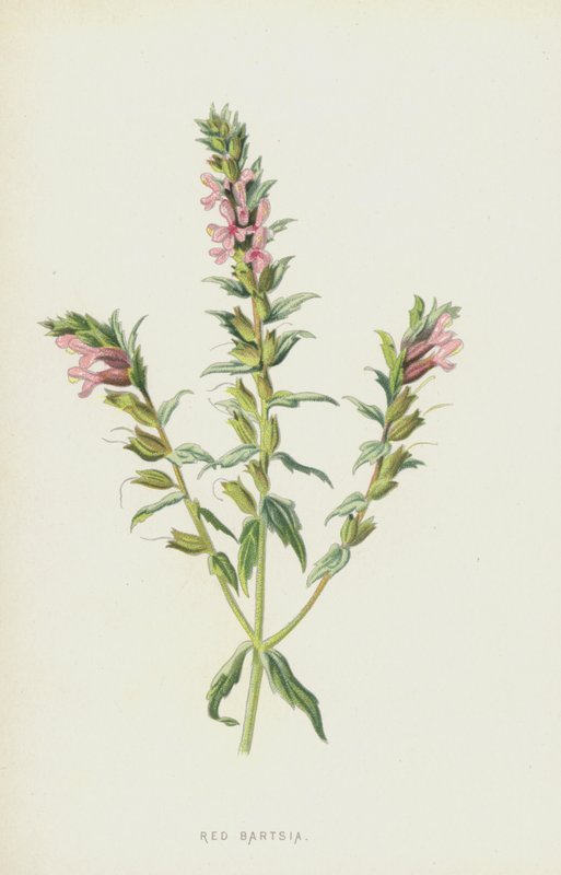 Rote Bartsie von Frederick Edward Hulme