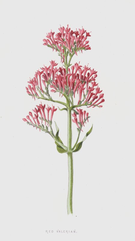 Rote Spornblume von Frederick Edward Hulme