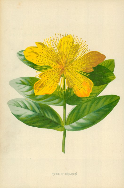 Rose von Sharon von Frederick Edward Hulme