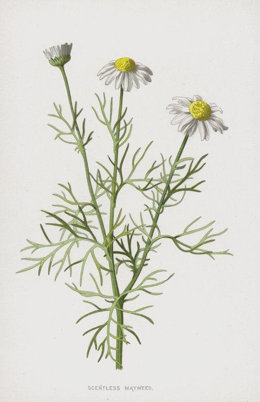 Geruchlose Kamille von Frederick Edward Hulme