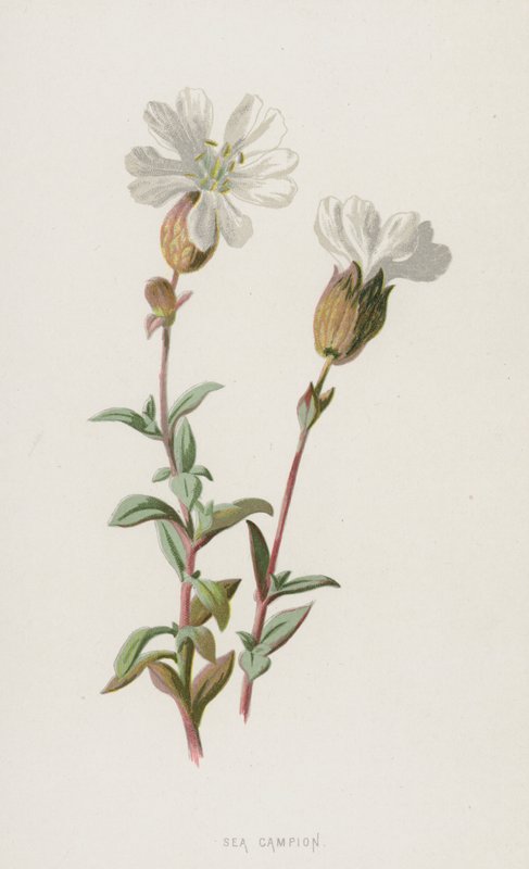 Strand-Nelke von Frederick Edward Hulme