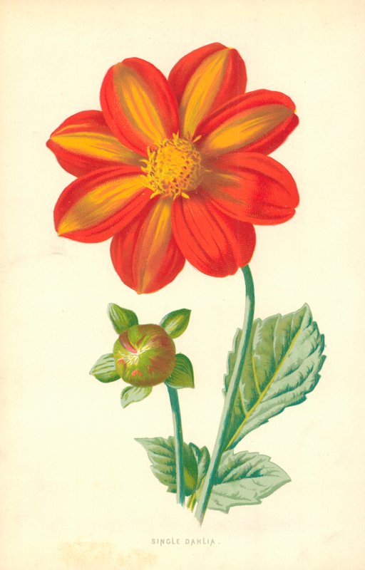 Einzelne Dahlie von Frederick Edward Hulme