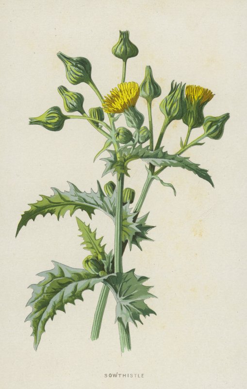 Gänsedistel von Frederick Edward Hulme