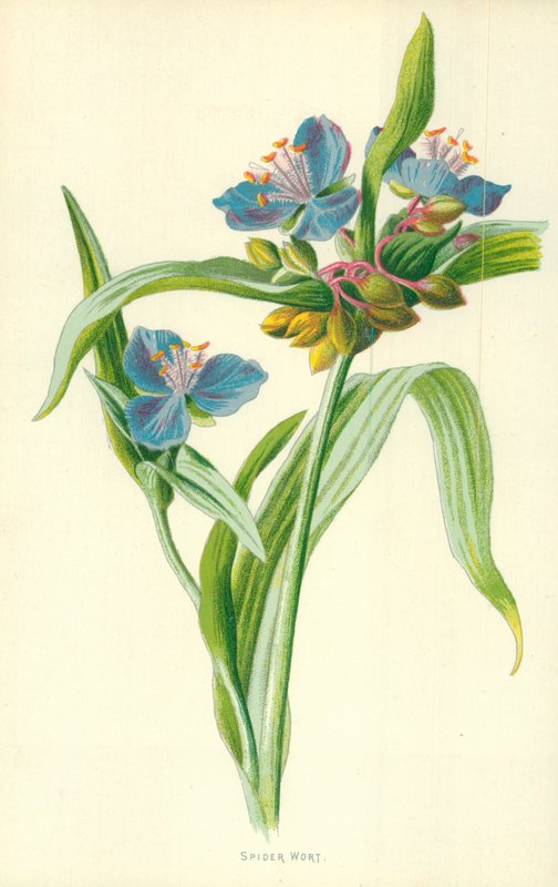 Spinnenblume von Frederick Edward Hulme