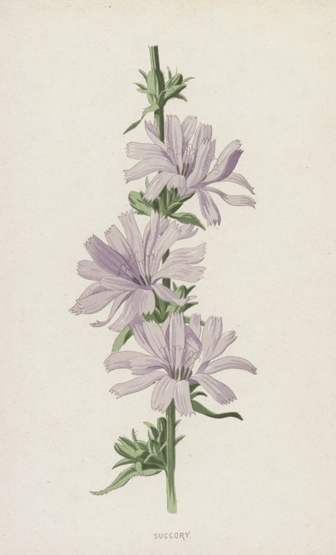 Wegwarte von Frederick Edward Hulme