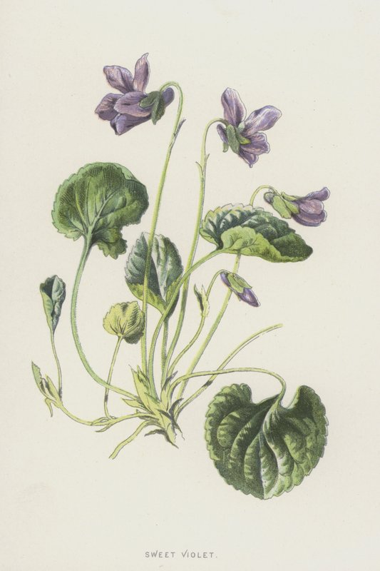 Duftveilchen von Frederick Edward Hulme